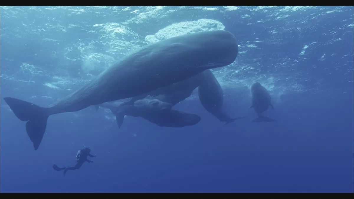 © CINE FILMS EUROPE LES GÉANTS DES MERS