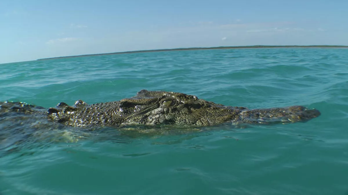 Croco Croco