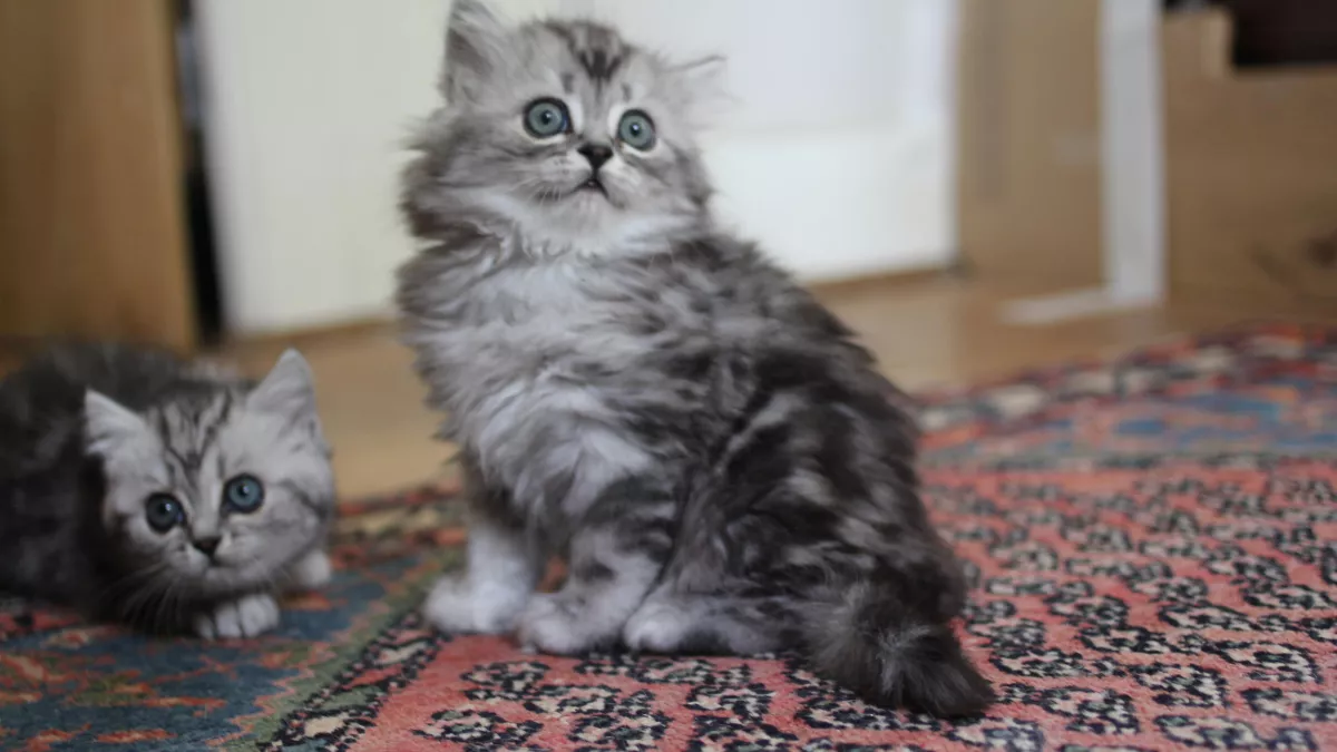 © Brook Lapping Productions UNE VIE DE CHATON