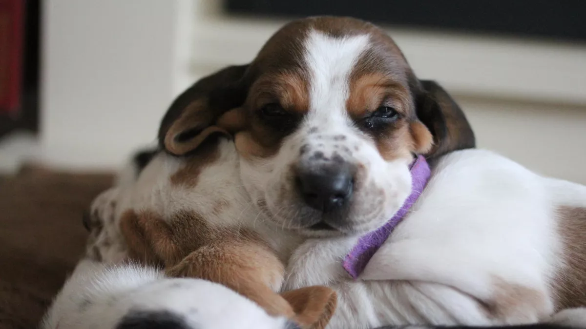 © Brook Lapping Production UNE VIE DE CHIOT