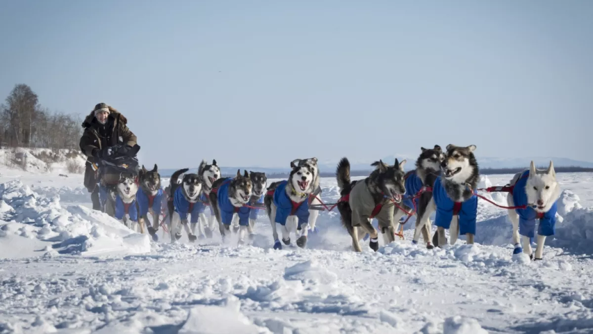 iditarod iditarod