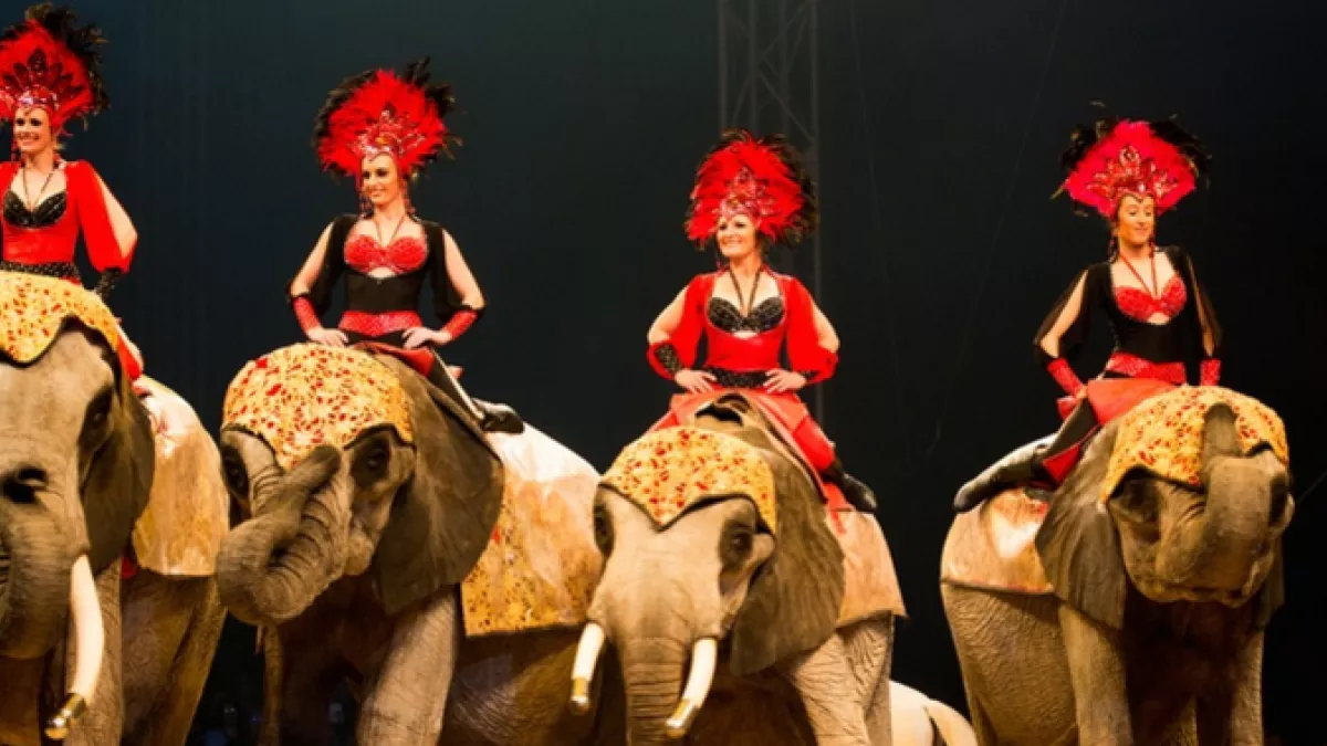 Festival International du Cirque Auvergne-Rhône-Alpes de Voiron Emission spéciale - Festival International du Cirque de Voiron - Les Coulisses