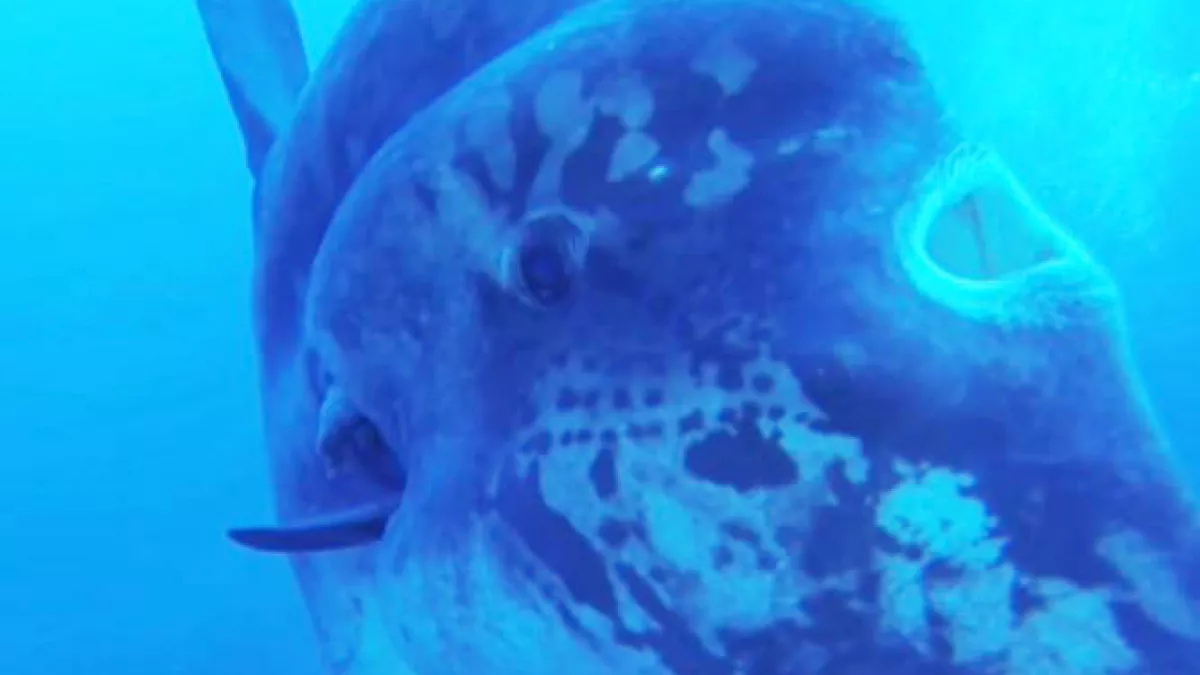 la face cachée du poisson-lune la face cachée du poisson-lune