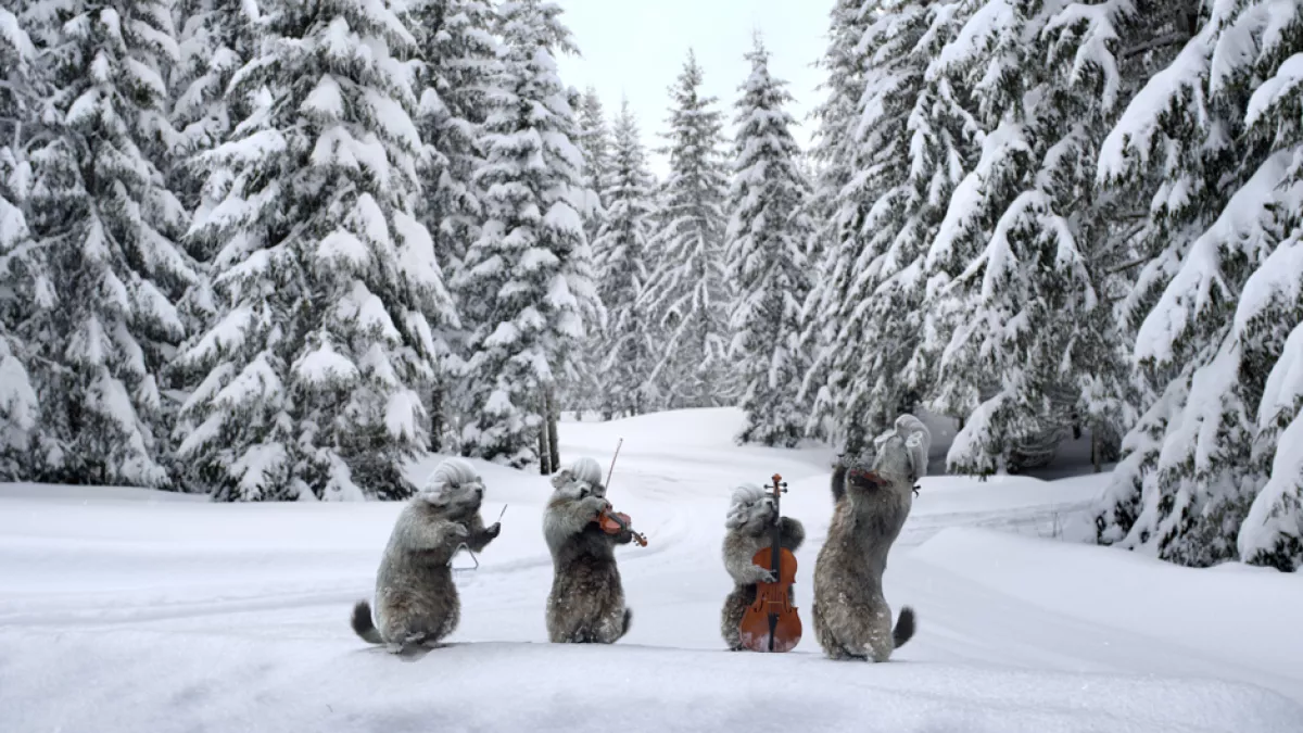 Marmottes sur la neige parmi les sapins
