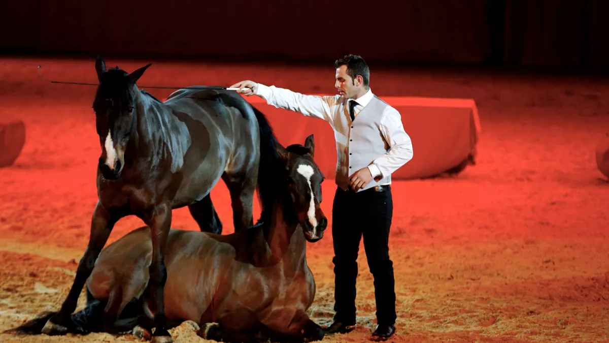Cheval Passion @Rey Cheval Passion @Rey