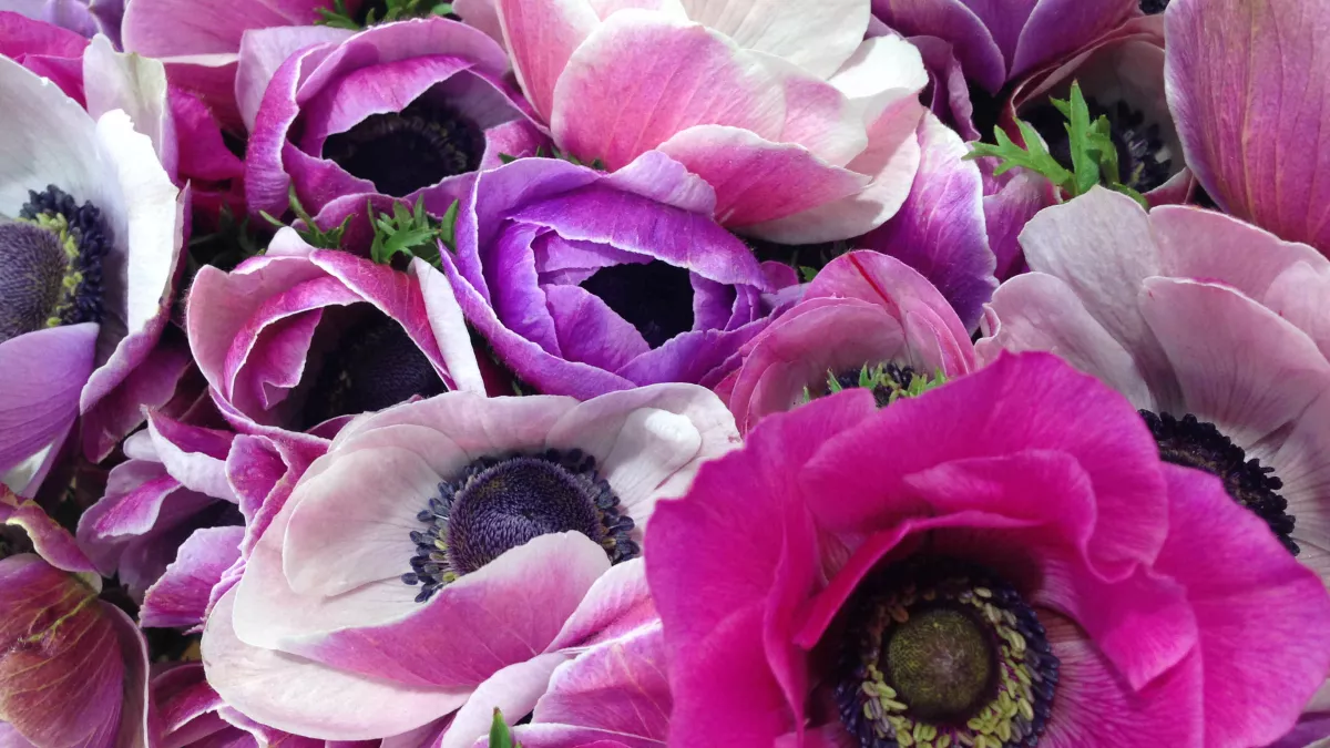 fleurs fleurs