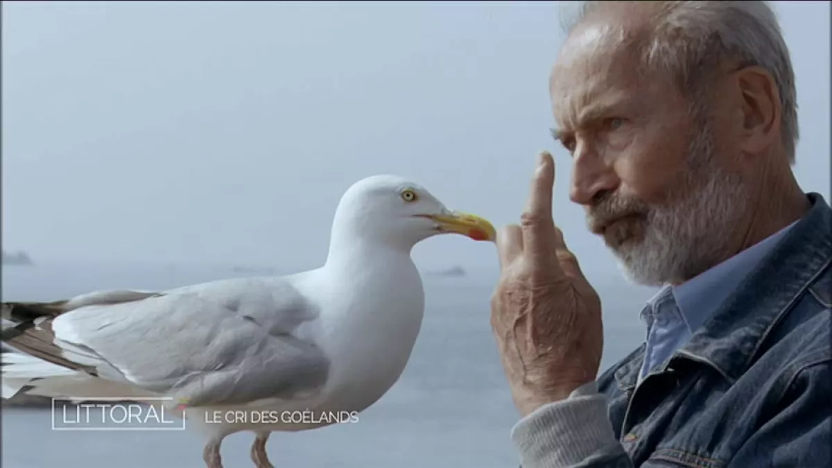 Le cri du goéland Le cri du goéland