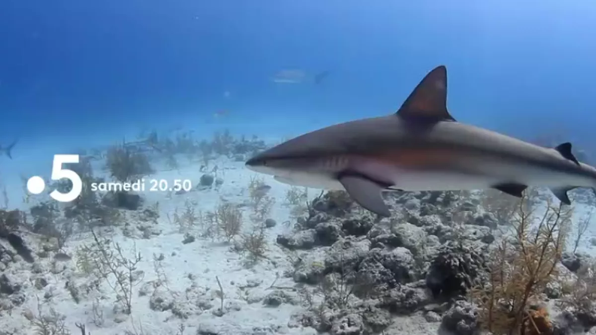 Bahamas, un rêve en bleu