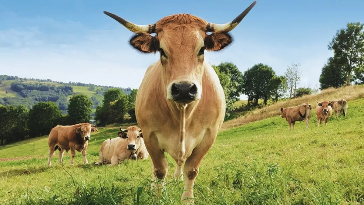 vache aubrac vache aubrac