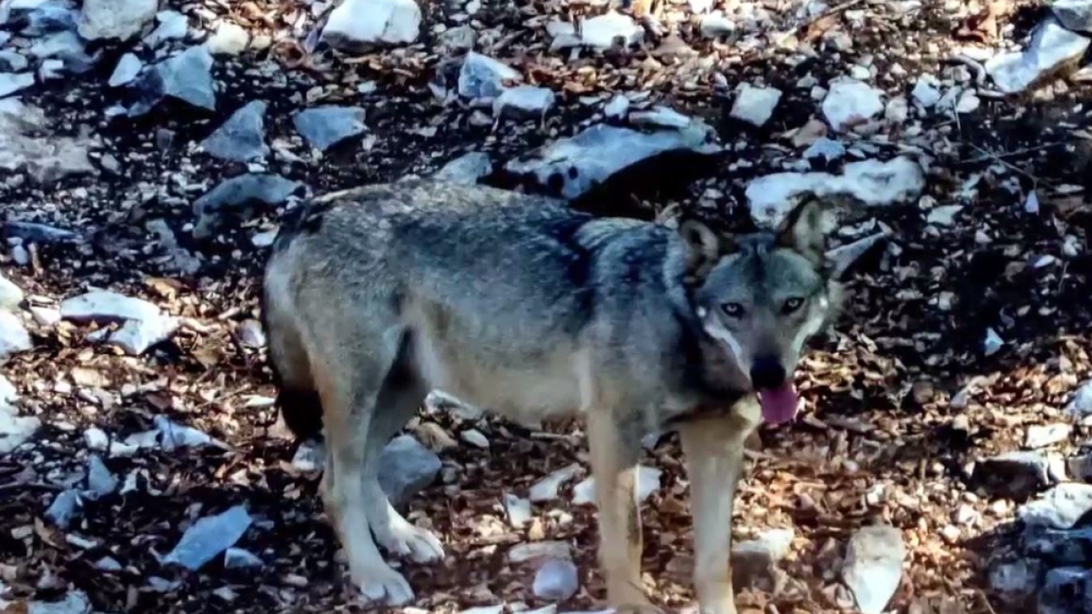 Loup Ventoux