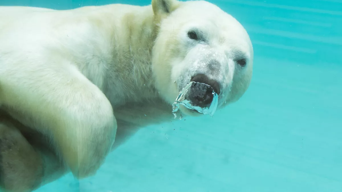 NG Une saison au zoo