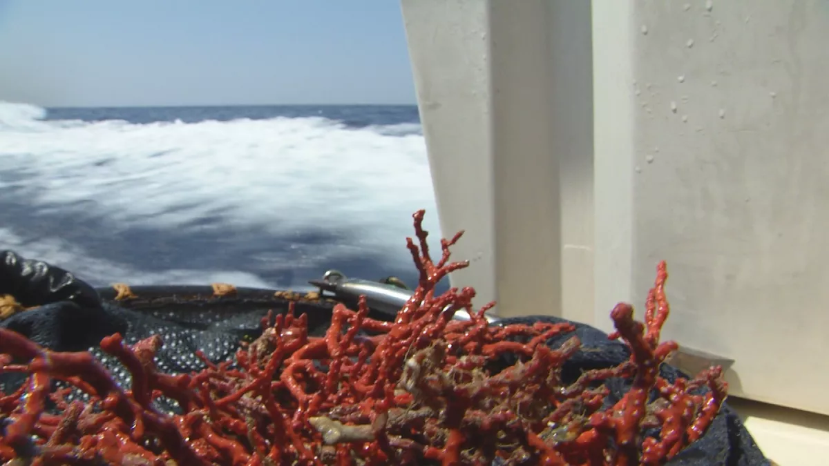 corail corail