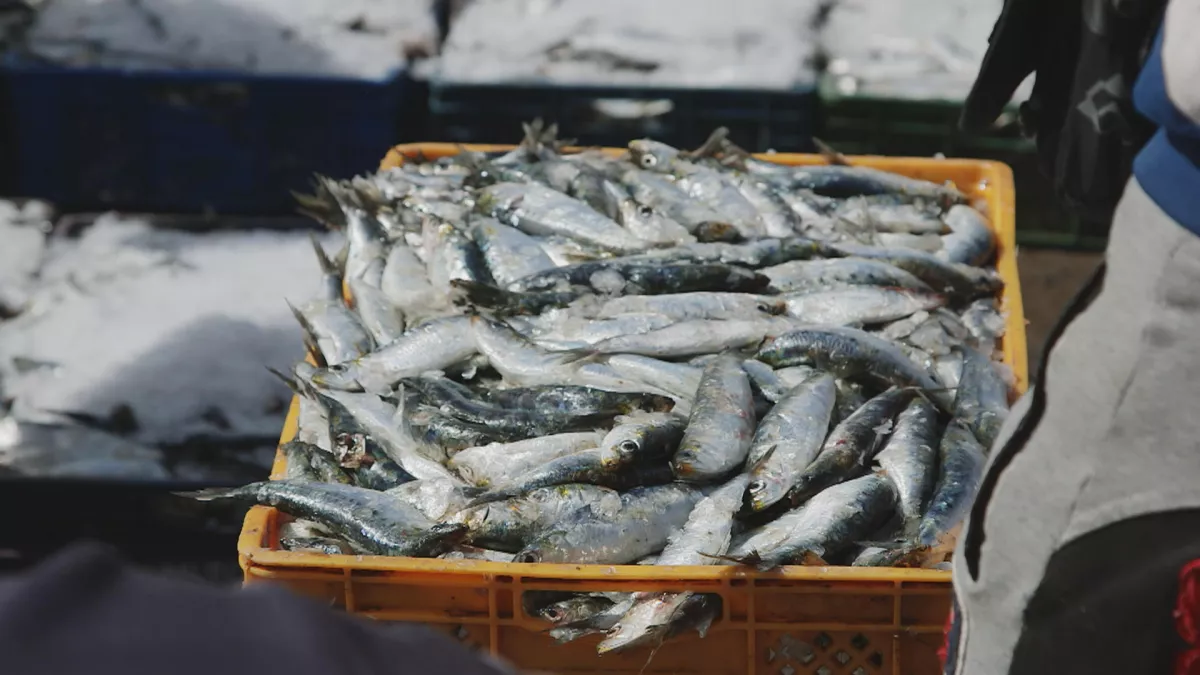 © écrans du monde LA SARDINE EN BOÎTE UNE AFFAIRE BIEN HUILÉE