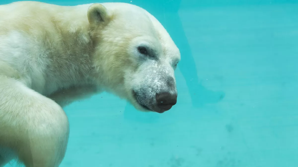 Nathalie GUYON/ FTV UNE SAISON AU ZOO