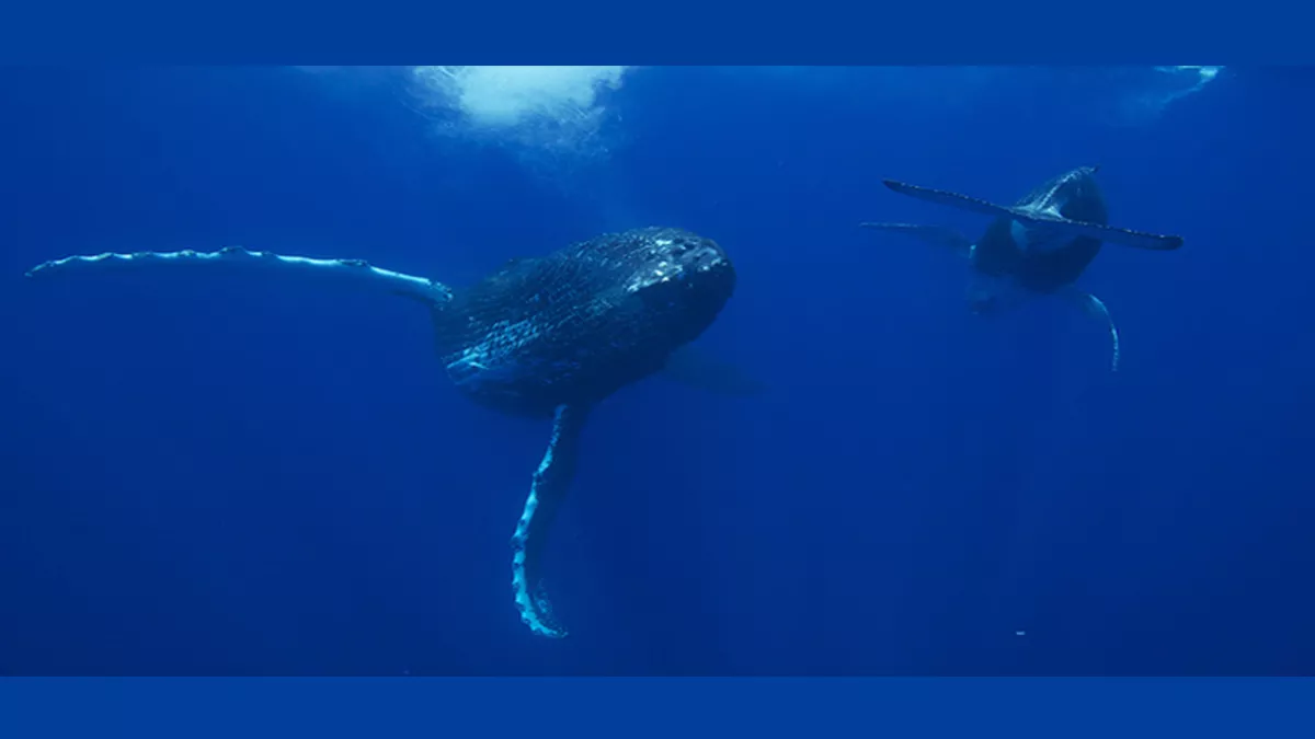 SUR LA ROUTE DES BALEINES SUR LA ROUTE DES BALEINES