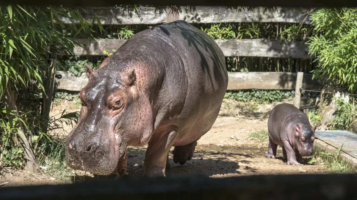Nathalie GUYON/ FTV UNE SAISON AU ZOO