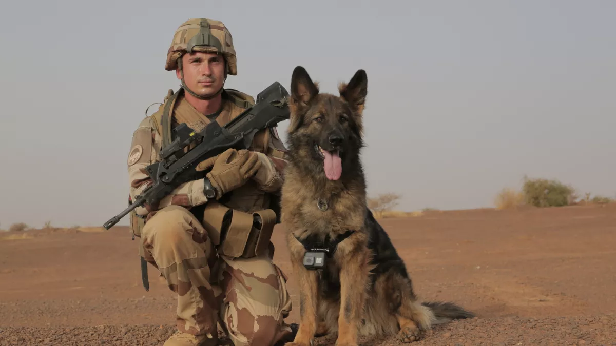 Les animaux face au terrorisme Les animaux face au terrorisme