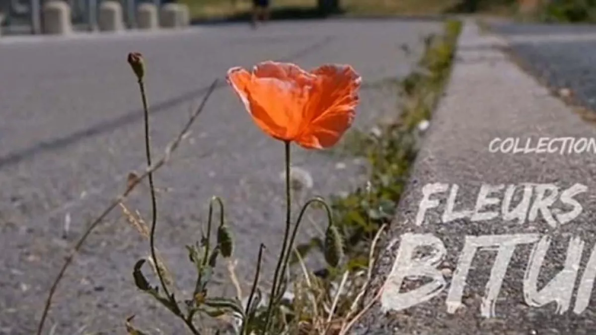 FLEURS DE BITUME 