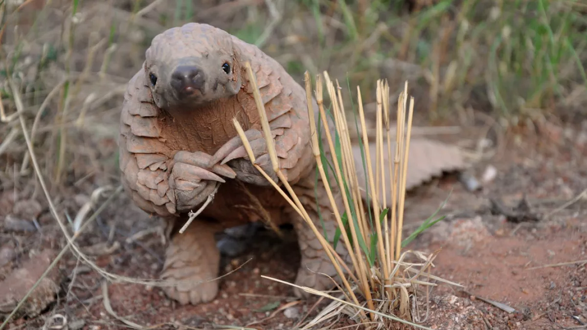 Pangolin, Photograph copyright Maria Diekmann, REST Pangolin