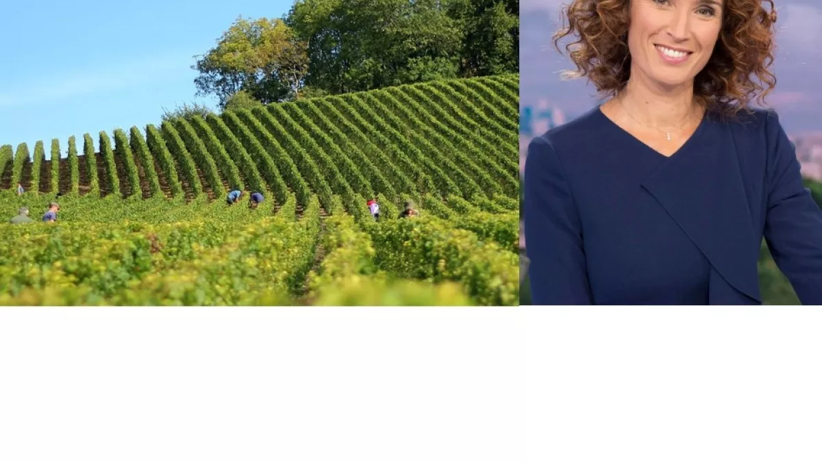 Jour de vendanges © France 3 Jour de Vendanges c France 3