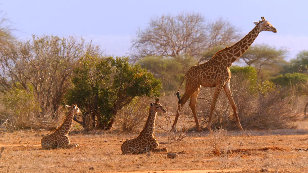 Les dernières girafes Les dernières girafes