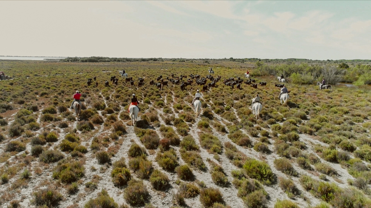 Diffusion du film documentaire "La Camargue, un radeau fragile" le lundi 26 novembre à 23h30. 