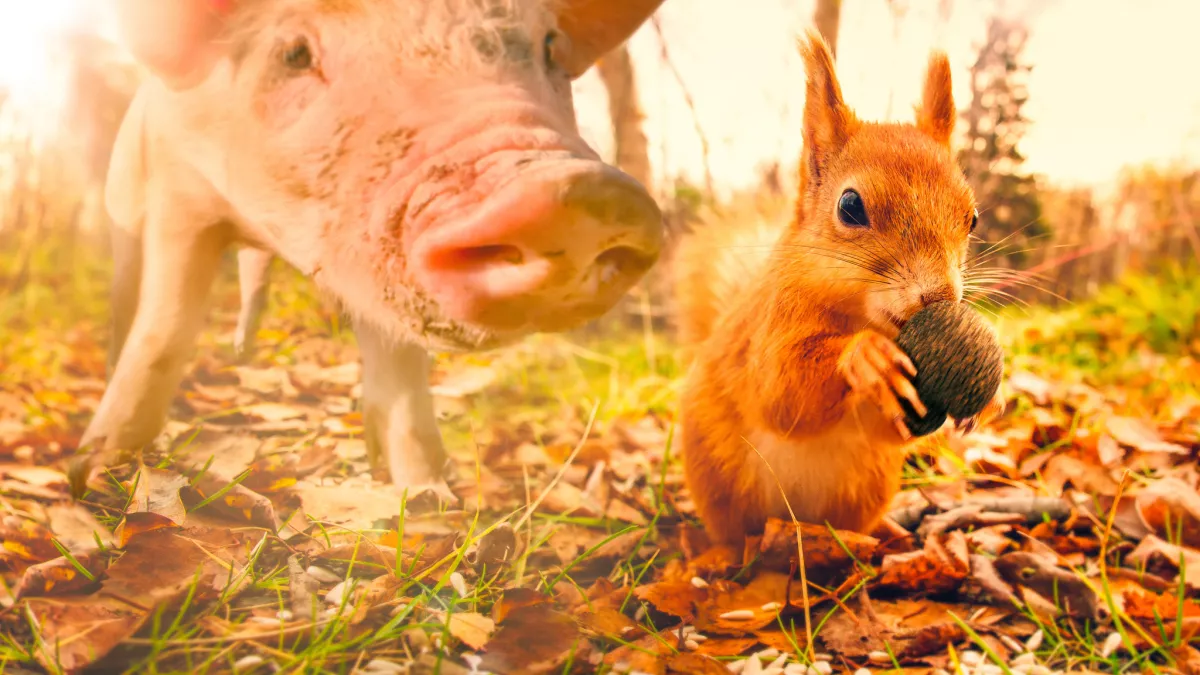 La Vie Secrète des Animaux du Village La Vie Secrète des Animaux du Village