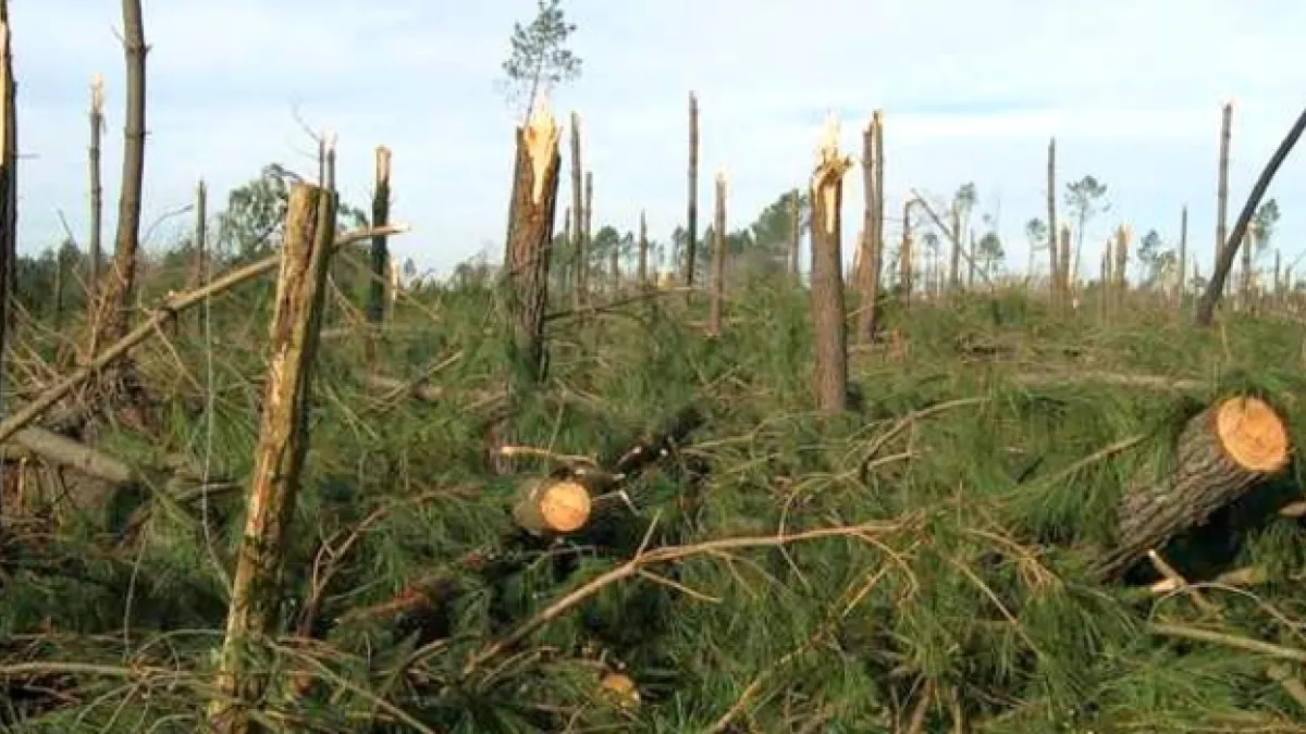 Forêt des Landes Forêt des Landes