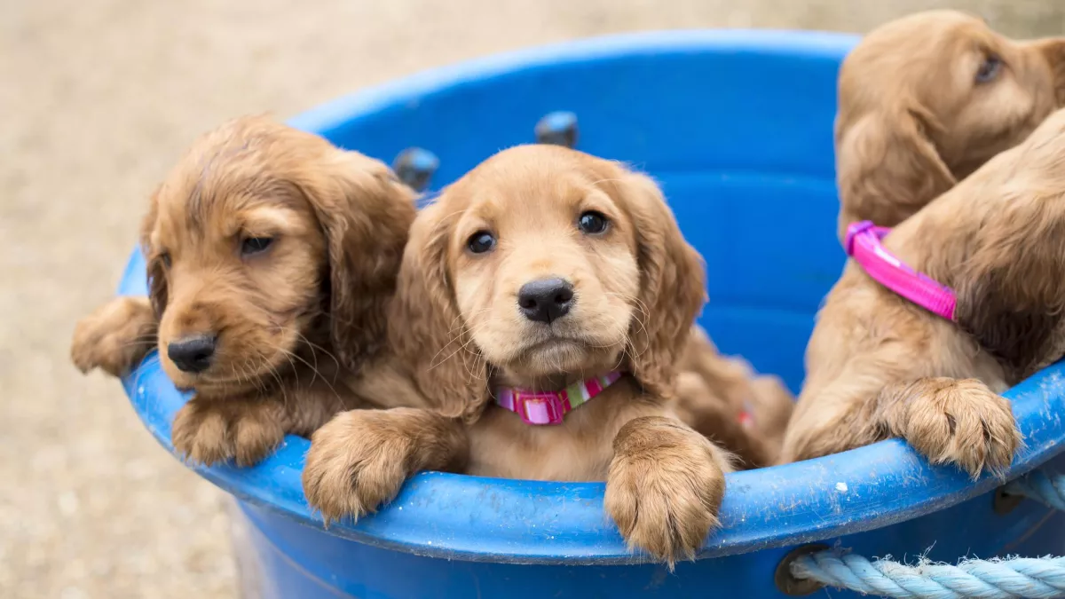 © Brook Lapping UNE VIE DE CHIOT, NOUVELLE GENERATION