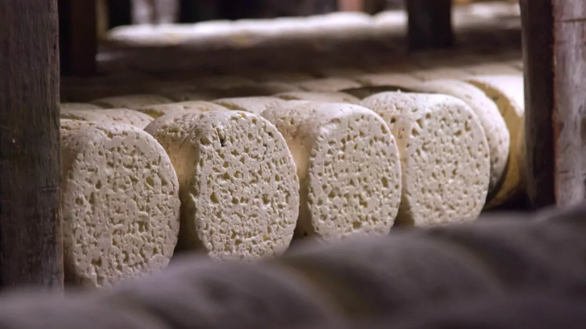 © CAT & Cie LE ROQUEFORT, TOUT UN FROMAGE !