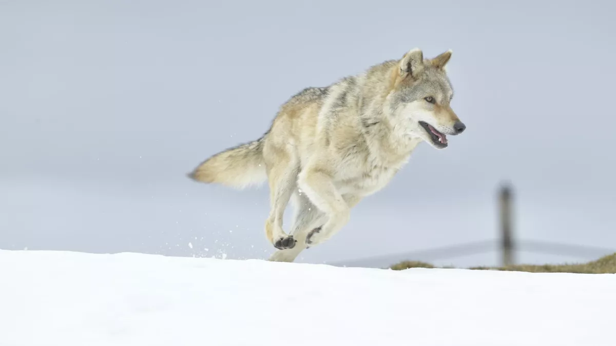 © Paprika Films Ludovic SIGAUD 2018 L'ODYSSÉE DU LOUP