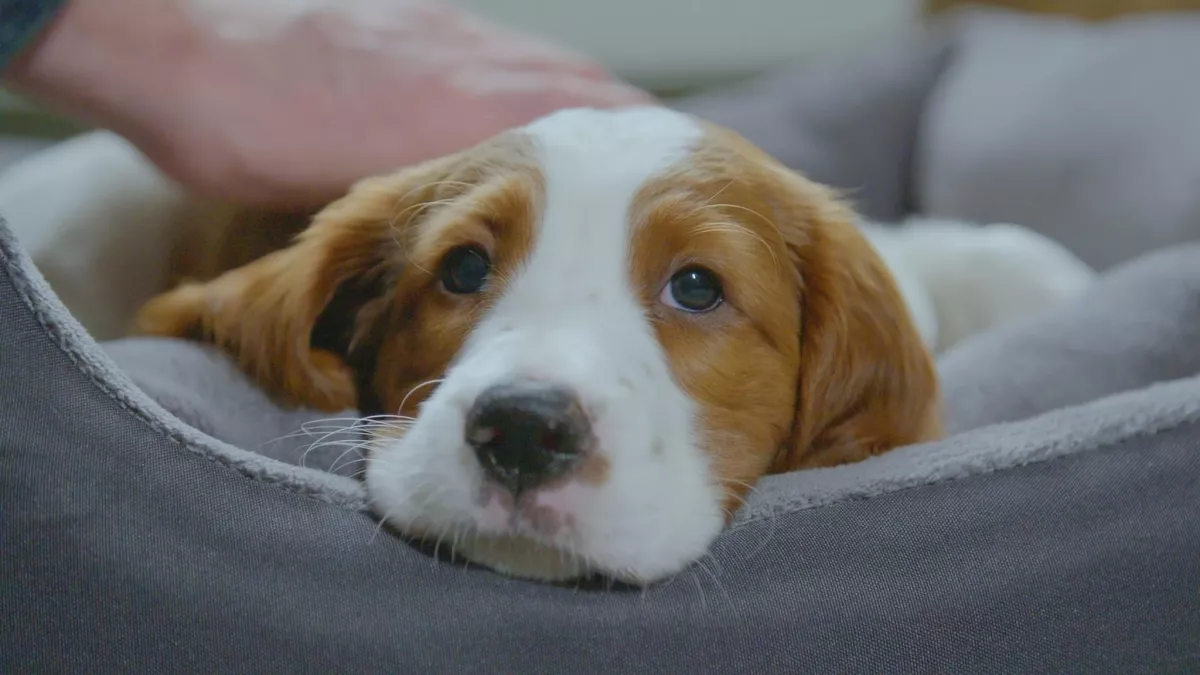 Blakeway Productions Ltd UNE VIE DE CHIOT