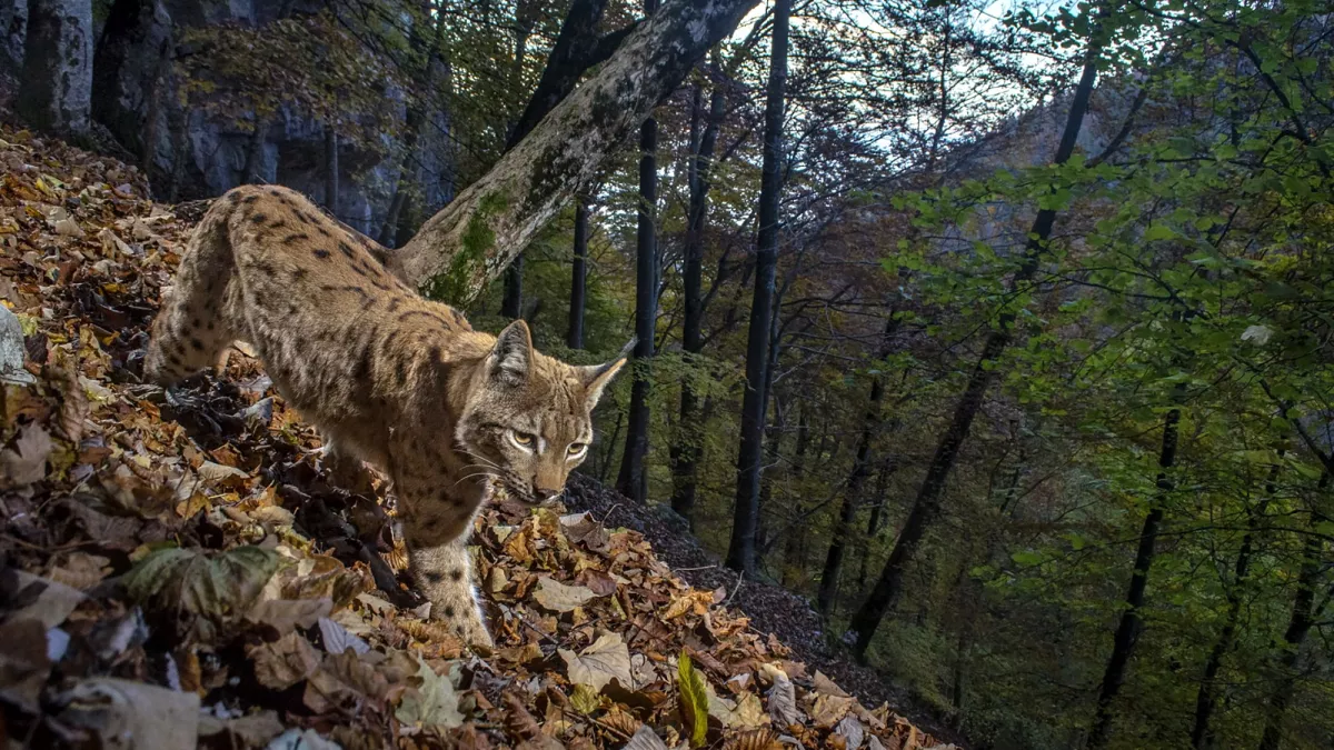 France terre sauvage France terre sauvage