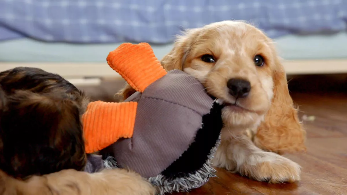 Blakeway Productions Ltd UNE VIE DE CHIOT