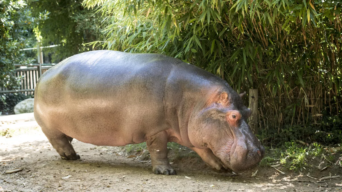 Nathalie GUYON/ FTV UNE SAISON AU ZOO