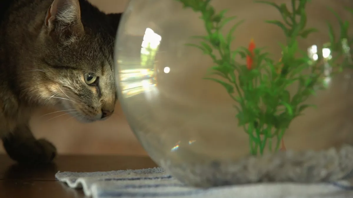 Marcel et le poisson © Bonne Compagnie Marcel et le poisson © Bonne Compagnie