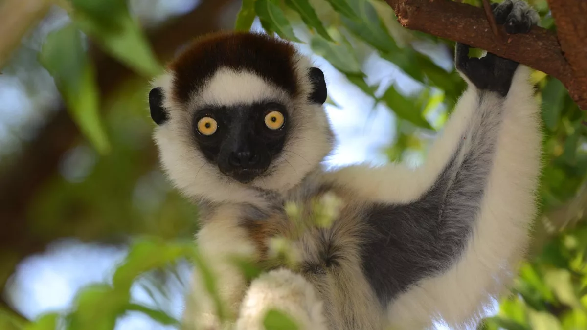 © Sky Vision L'ODYSSÉE DES PRIMATES