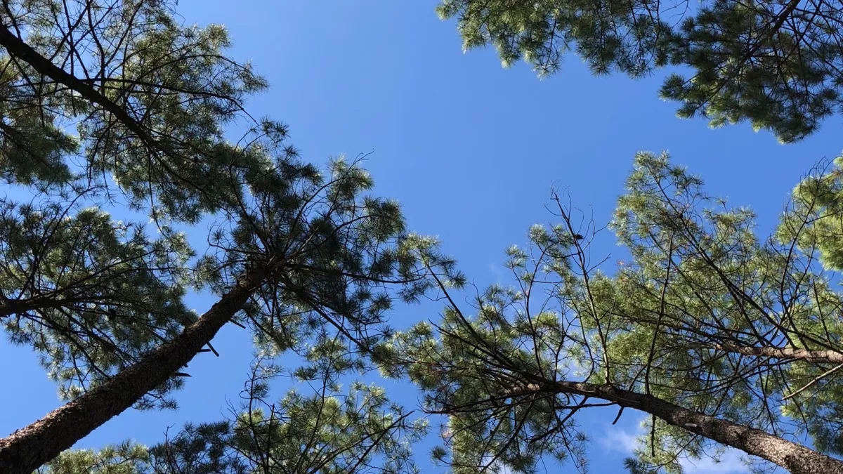Forêt des Landes forêt des Landes
