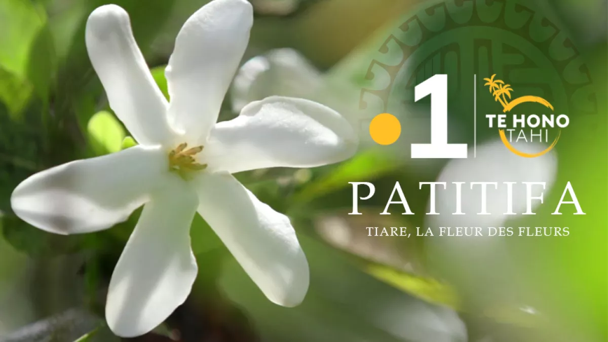 @servicecommunicationpolynesiela1ere Patitifa - Trésors de Tahiti : Tiare, la fleur des fleurs