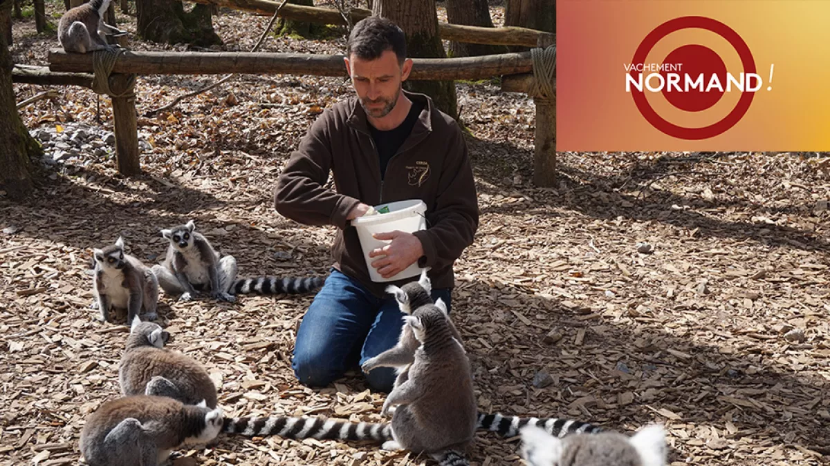 Vachement normand au zoo de Cerza Vachement normand au zoo de Cerza
