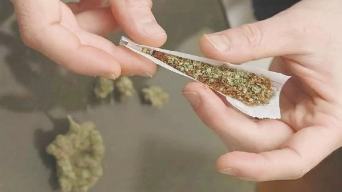 CANNABIS CANNABIS