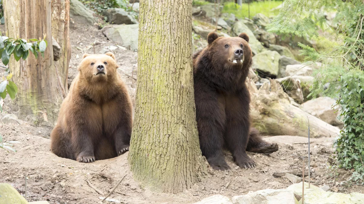 UNE SAISON AU ZOO