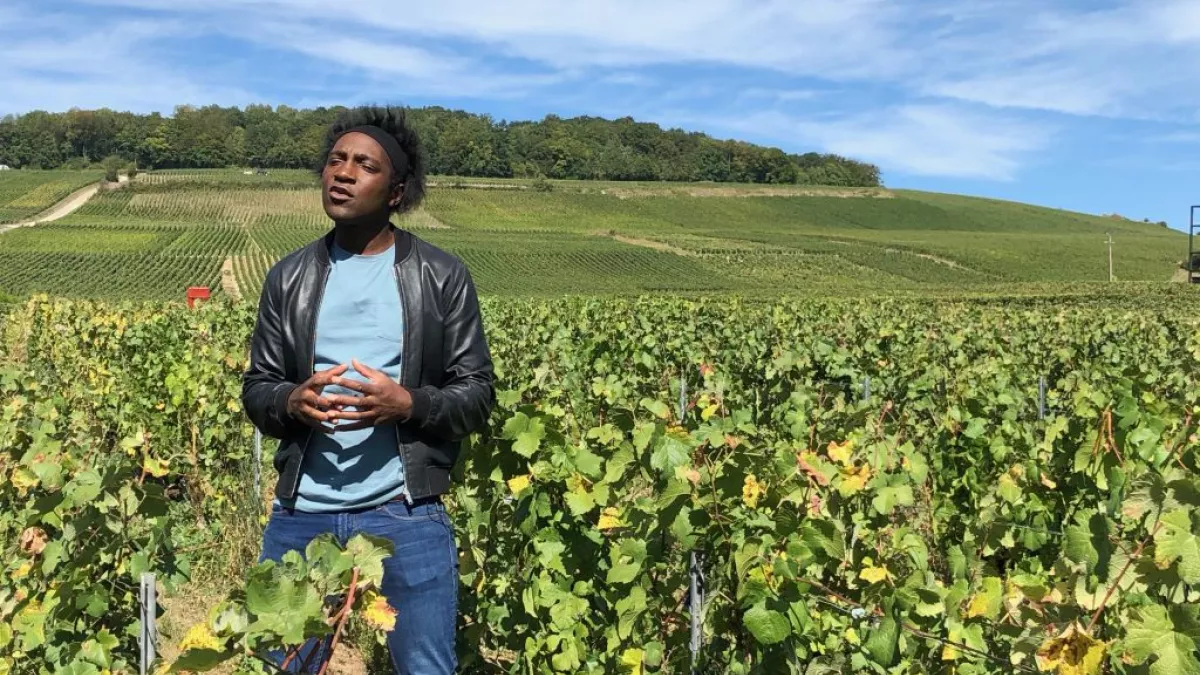 vignes vignes