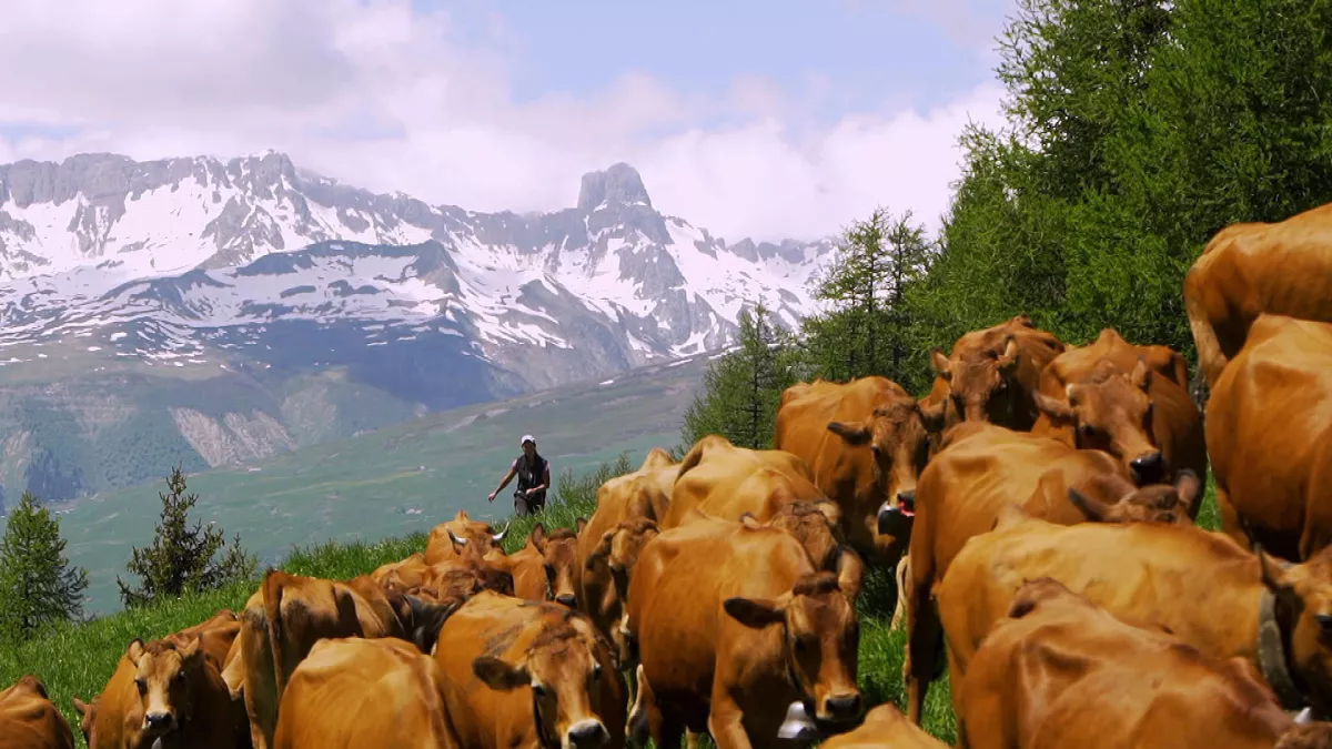 © Eclectic Fromages de montagne, au sommet du goût ?