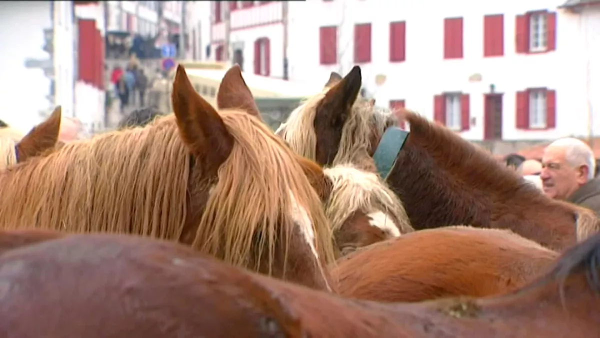 Chevaux Chevaux