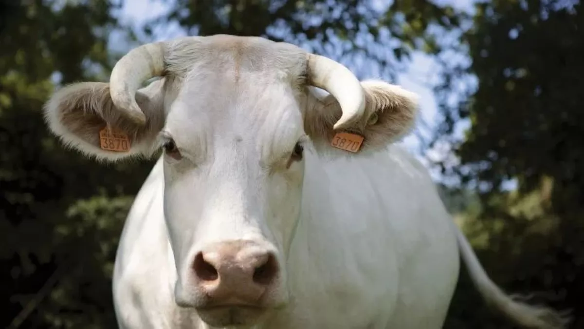 L'égérie 2020 Idéale L'égérie 2020 Idéale