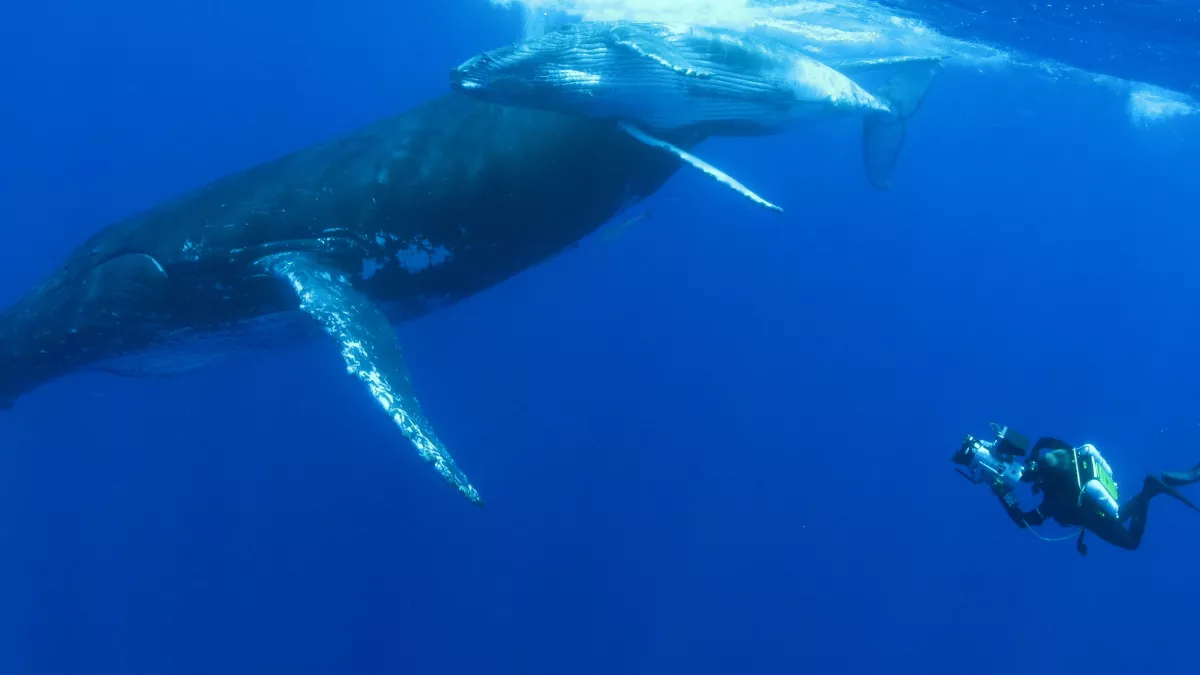 QUAND LES BALEINES ET TORTUES NOUS MONTRENT LE CHEMIN QUAND LES BALEINES ET TORTUES NOUS MONTRENT LE CHEMIN