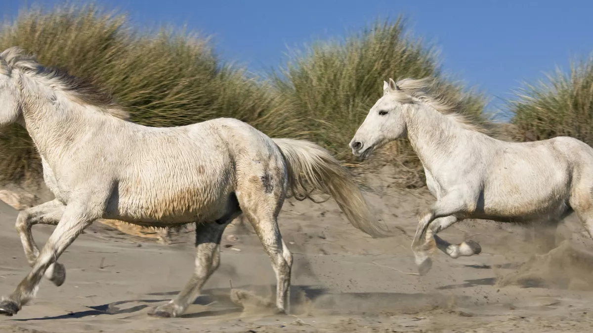Chevaux Camargue © Maxppp Chevaux Camargue
