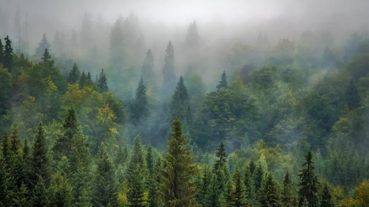 Forêt Copyright 