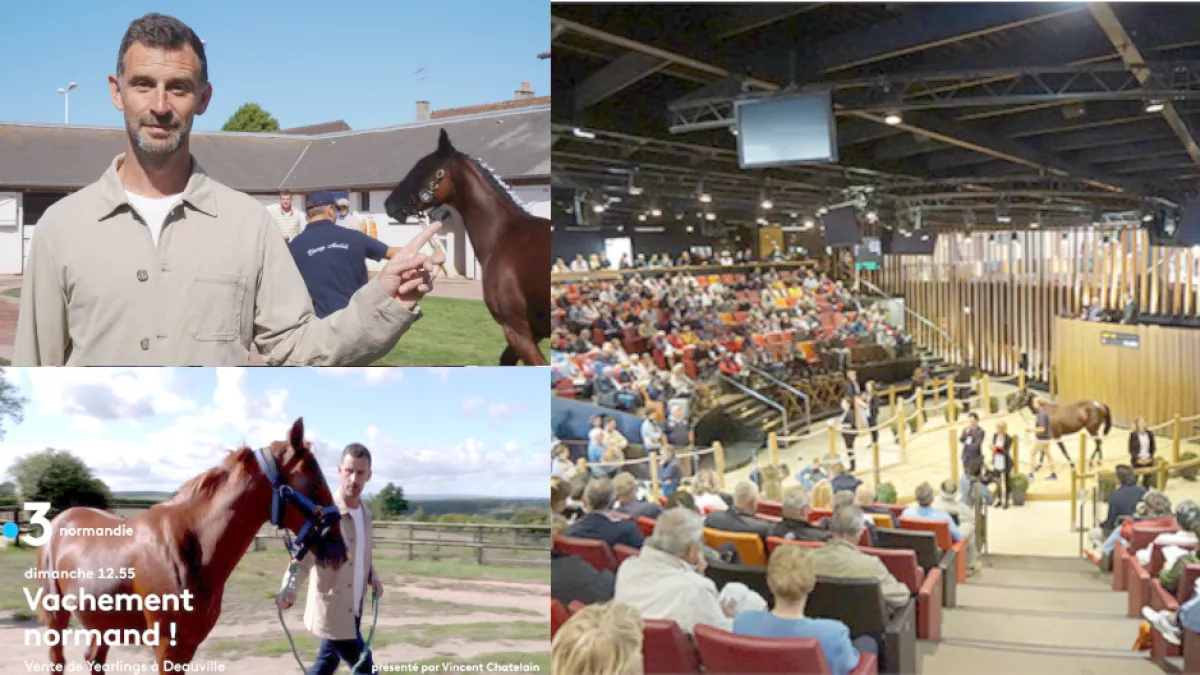 Vente de yearlings à Deauville vente de yearlings à Deauville